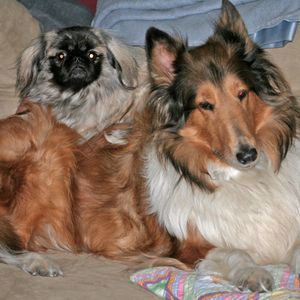 Meet your Posher, Susan